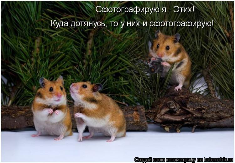 Сфотографирую я - Этих! Куда дотянусь, то у них и сфотографирую!... Котоматрица: Сфотографирую я - Этих! Куда дотянусь, то у них и сфотографирую!