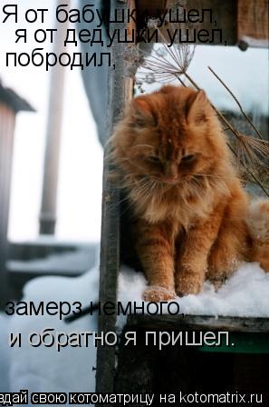 Котоматрица: Я от бабушки ушел, я от дедушки ушел, побродил, замерз немного, и обратно я пришел.