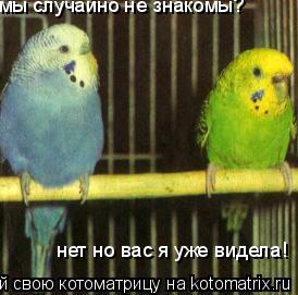 Котоматрица: мы случайно не знакомы? нет но вас я уже видела!