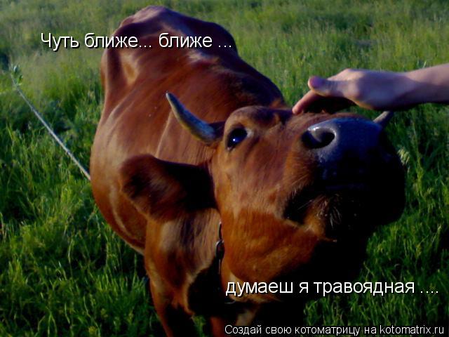 Котоматрица: Чуть ближе... ближе ... думаеш я травоядная ....