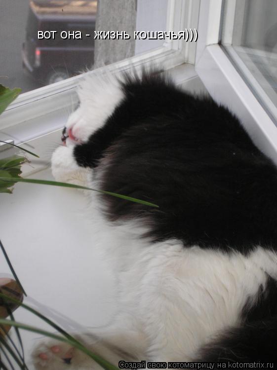 Котоматрица: вот она - жизнь кошачья)))
