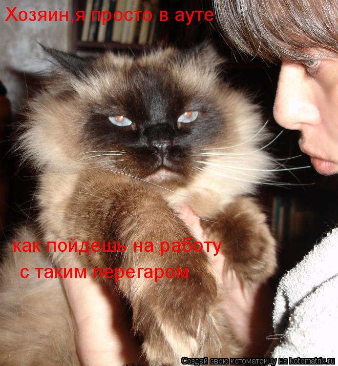 Котоматрица: Хозяин,я просто в ауте как пойдешь на работу  с таким перегаром
