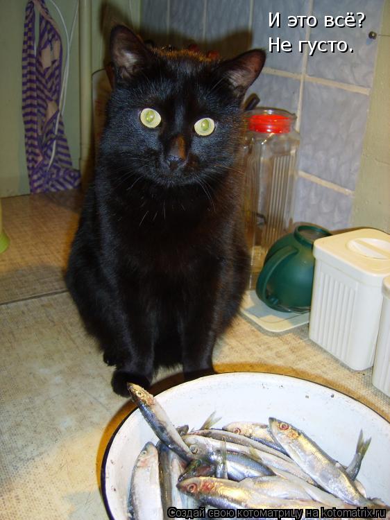 Котоматрица: И это всё? Не густо.