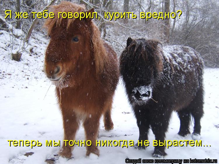 Котоматрица: Я же тебе говорил, курить вредно? теперь мы точно никогда не вырастем...