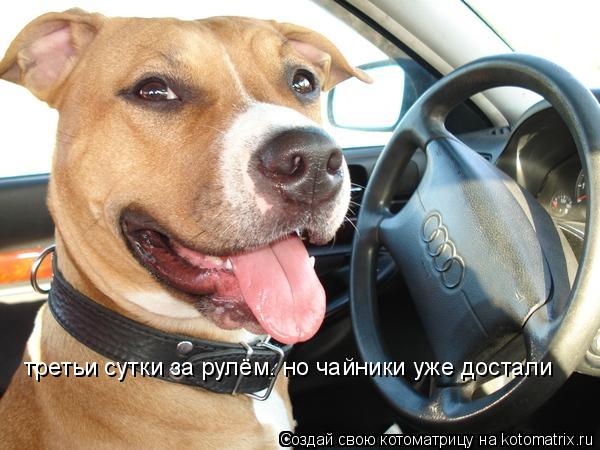 Котоматрица: третьи сутки за рулём. но чайники уже достали третьи сутки за рулём. но чайники уже достали