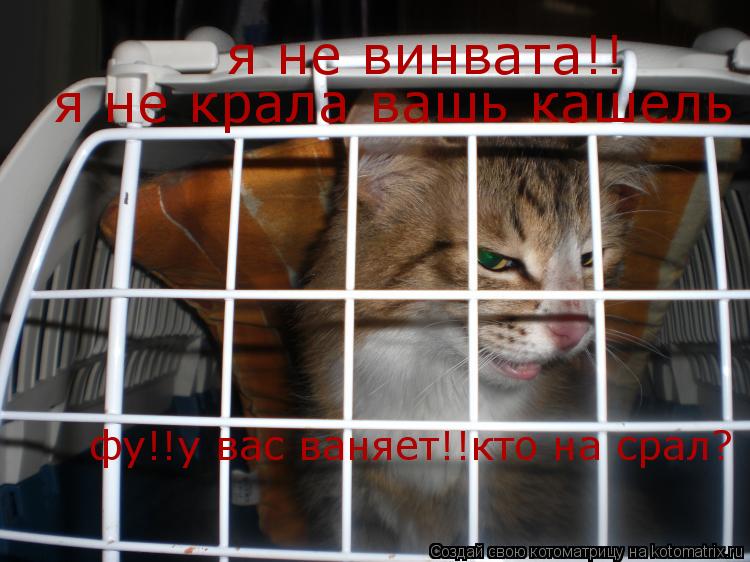 Котоматрица: я не винвата!! я не крала вашь кашель фу!!у вас ваняет!!кто на срал?