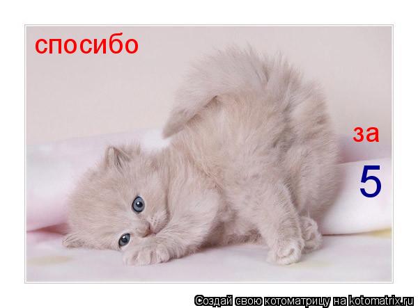 спосибо за 5... Котоматрица: спосибо за 5