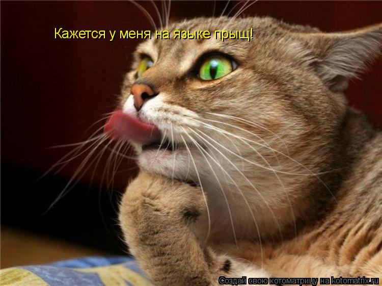 Котоматрица: Кажется у меня на языке прыщ!