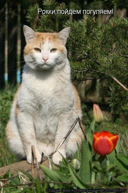 Котоматрица: Рокки,пойдем погуляем!