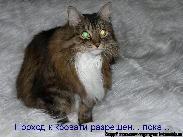 Проход к кровати разрешен... пока...... Котоматрица: Проход к кровати разрешен... пока...