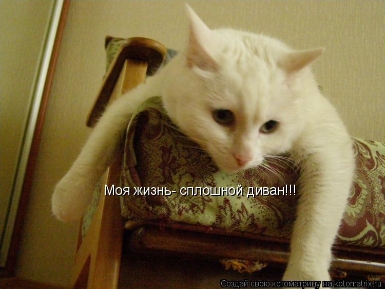 Котоматрица: Моя жизнь- сплошной диван!!!