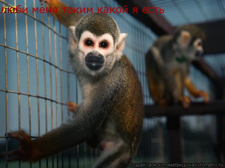 Котоматрица: лю люби меня таким какой я есть
