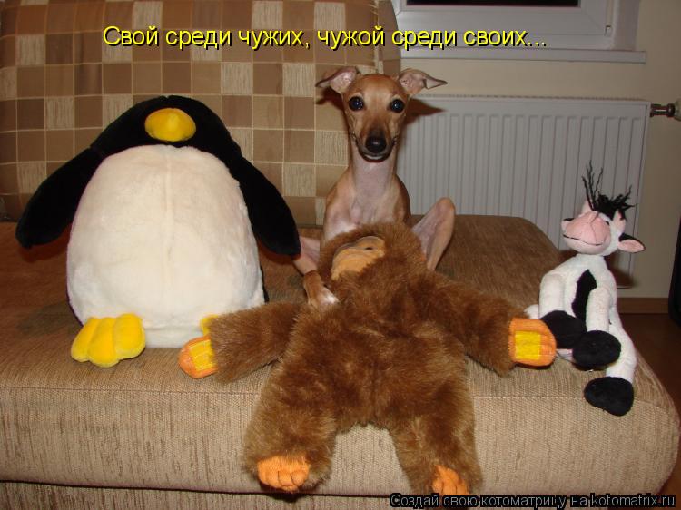Котоматрица: Свой среди чужих, чужой среди своих...
