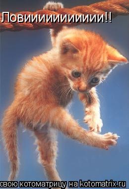 Котоматрица: Ловиииииииииии!!