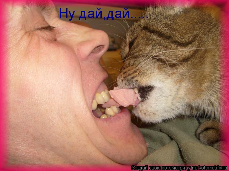 Котоматрица: Ну дай,дай.....