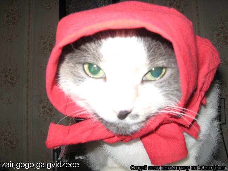 zair,gogo,gaigvidzeee... Котоматрица: zair,gogo,gaigvidzeee
