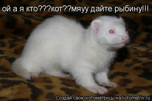 ой а я кто???кот??мяуу дайте рыбину!!!... Котоматрица: ой а я кто???кот??мяуу дайте рыбину!!!