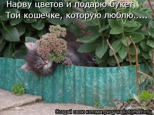Котоматрица: Нарву цветов и подарю букет  Той кошечке, которую люблю.....