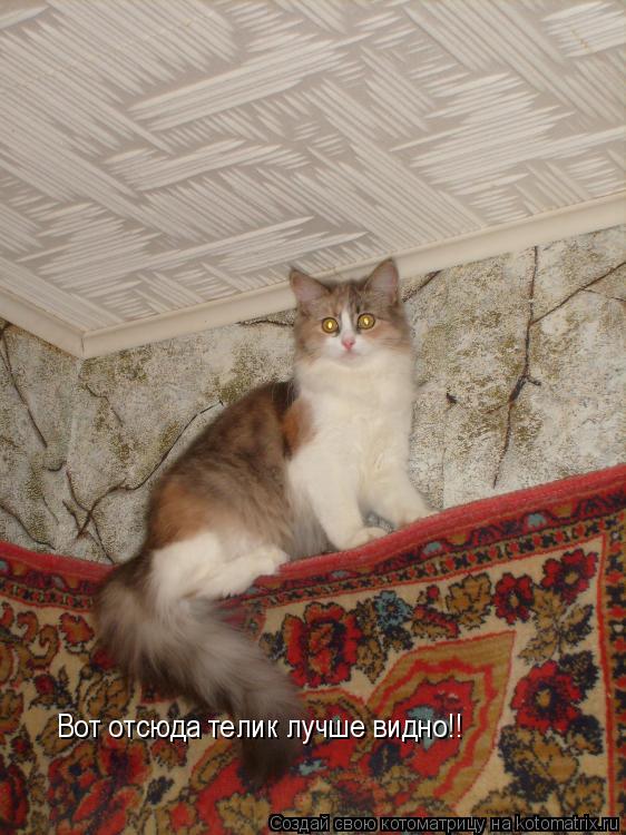 Котоматрица: Вот отсюда телик лучше видно!!