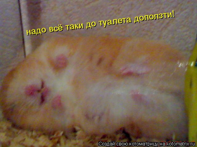 Котоматрица: надо всё таки до туалета доползти!