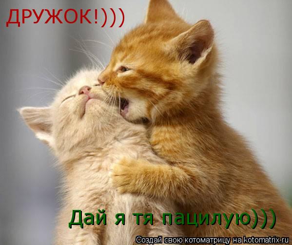 ДРУЖОК!))) Дай я тя пацилую)))... Котоматрица: ДРУЖОК!))) Дай я тя пацилую)))