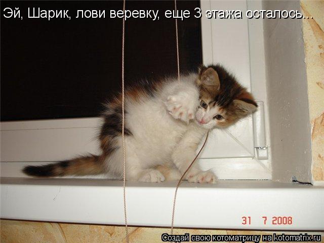 Котоматрица: Эй, Шарик, лови веревку, еще 3 этажа осталось...