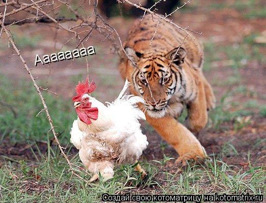 Котоматрица: Аааааааа
