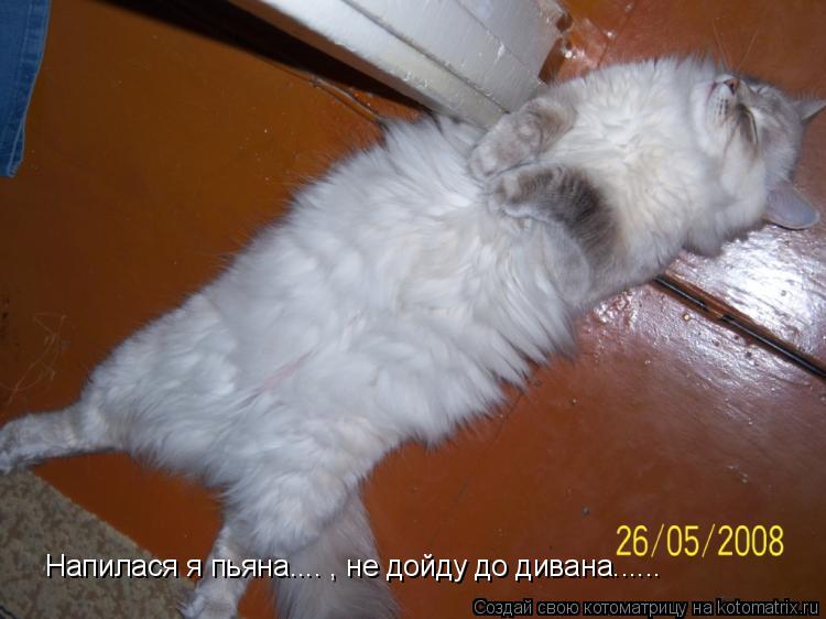 Котоматрица: Напилася я пьяна.... , не дойду до дивана......