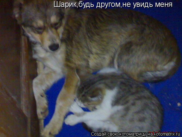 Котоматрица: Шарик,будь другом,не увидь меня