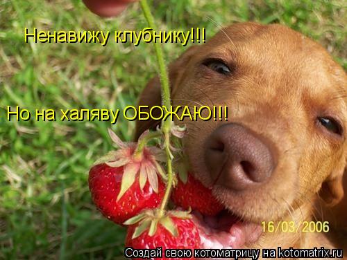 Котоматрица: Ненавижу клубнику!!! Но на халяву ОБОЖАЮ!!!