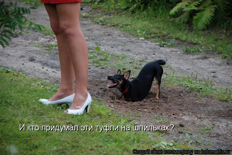 Котоматрица: И кто придумал эти туфли на шпильках?