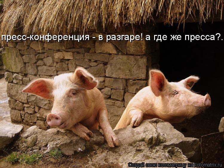 Котоматрица: пресс-конференция - в разгаре! пресс-конференция - в разгаре! а где же пресса?...