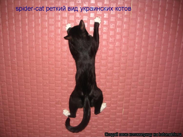 Котоматрица: spider-cat реткий вид украинских котов