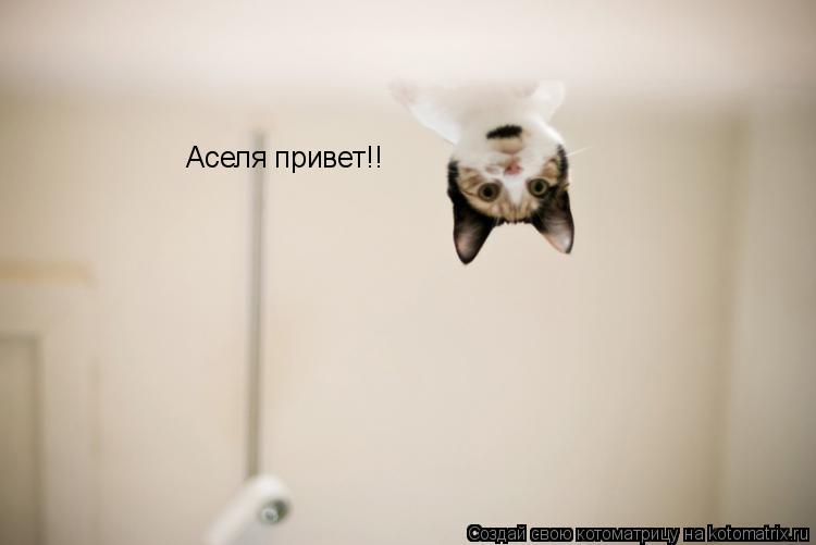 Аселя привет!!... Котоматрица: Аселя привет!!