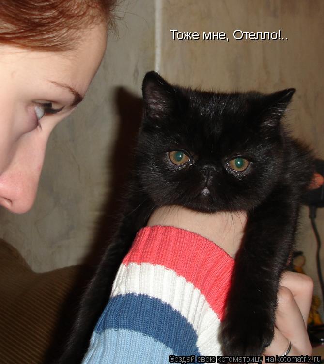 Котоматрица: Тоже мне, Отелло!..