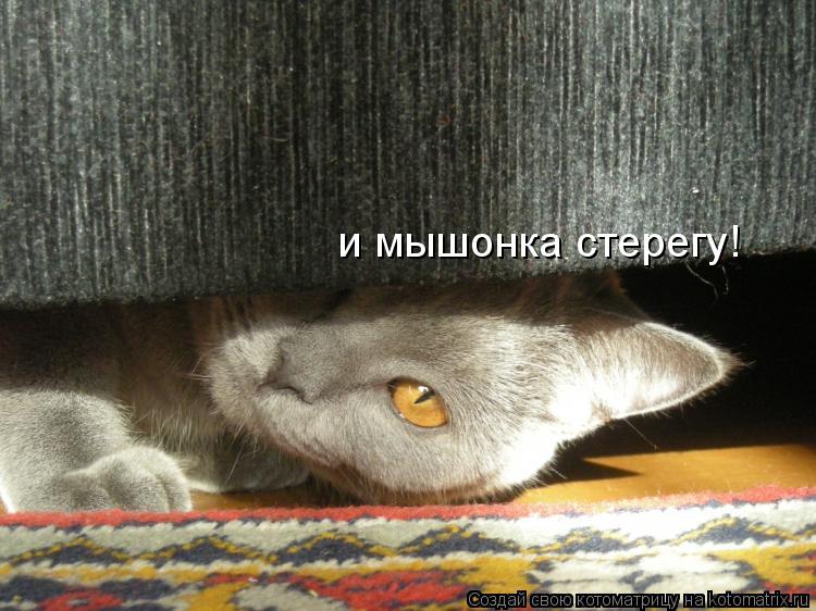 Котоматрица: и мышонка стерегу!