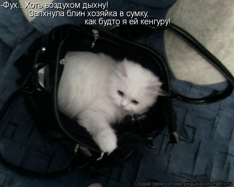 Котоматрица: -Фух...Хоть воздухом дыхну! Запхнула блин хозяйка в сумку, как будто я ей кенгуру!