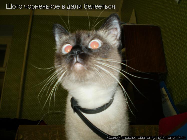 Котоматрица: Шото чорненькое в дали белееться