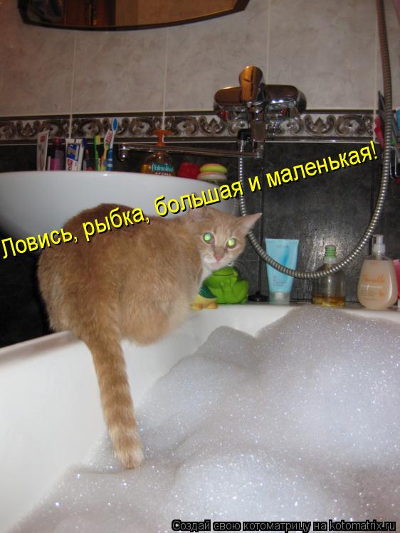 Котоматрица: Ловись, рыбка, большая и маленькая!