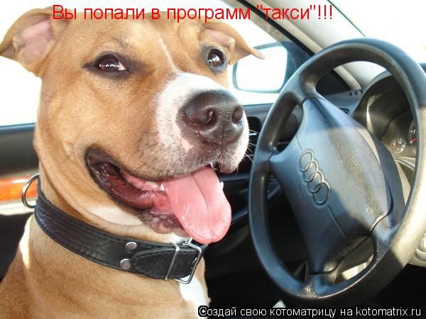 Котоматрица: Вы попали в программ "такси"!!!