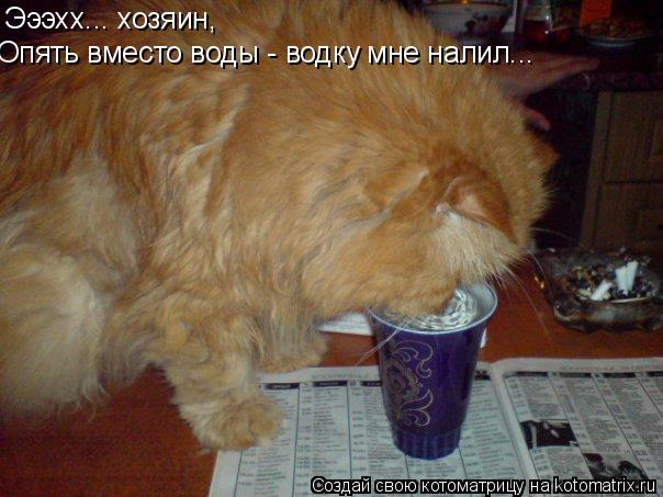 Котоматрица: Эээхх... хозяин, Опять вместо воды - водку мне налил...