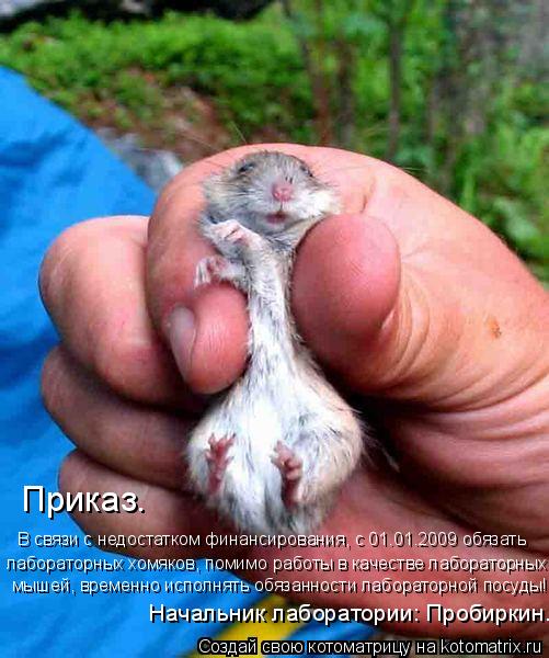 Приказ. В связи с недостатком финансирования, с 01.01.2009 обязать лабораторных хомяков, помимо рабо... Котоматрица: Приказ. В связи с недостатком финансирования, с 01.01.2009 обязать лабораторных хомяков, помимо работы в качестве лабораторных мышей, временно