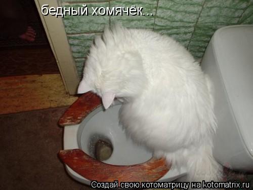 бедный хомячёк...... Котоматрица: бедный хомячёк...