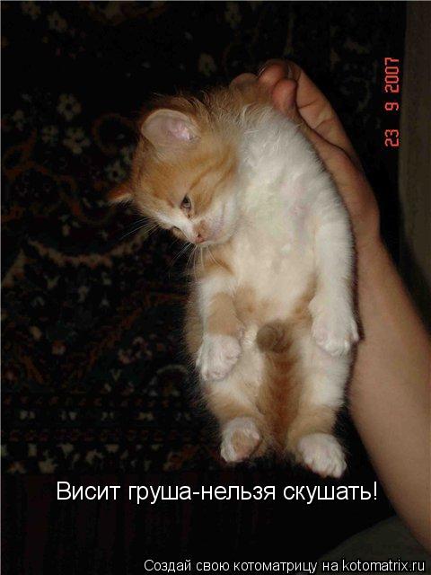 Висит груша-нельзя скушать!... Котоматрица: Висит груша-нельзя скушать!
