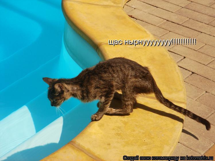 щас нырнуууууууу!!!!!!!!!!!... Котоматрица: щас нырнуууууууу!!!!!!!!!!!