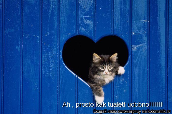 Ah , prosto kak tualett udobno!!!!!!!... Котоматрица: Ah , prosto kak tualett udobno!!!!!!!