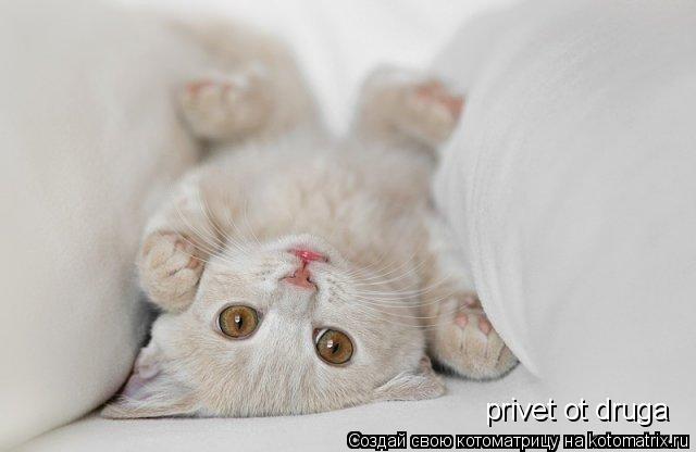 Котоматрица: privet ot druga