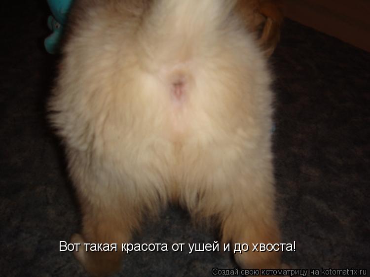 Котоматрица: Вот такая красота от ушей и до хвоста!