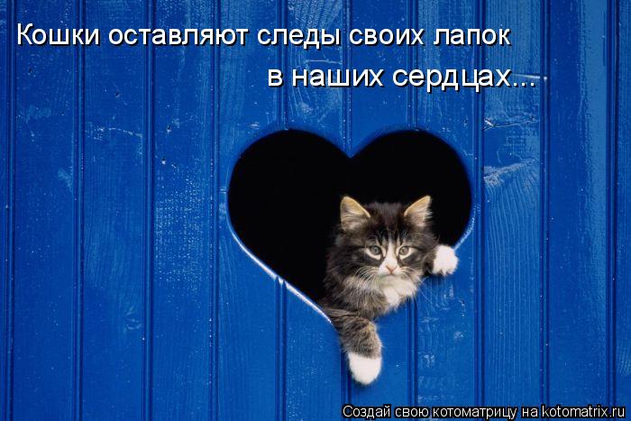Котоматрица: Кошки оставляют следы своих лапок в наших сердцах...