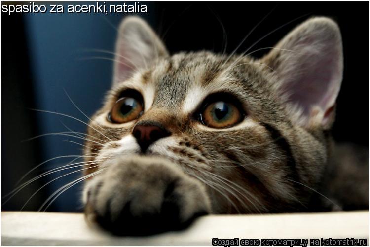 spasibo za acenki,natalia... Котоматрица: spasibo za acenki,natalia